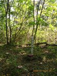 Img_4400sankaku.jpg