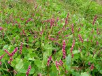 Img_4433inutade.jpg