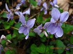 Img_4853sumire.jpg