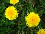 Img_4868tanpopo.jpg