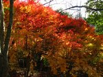 Img_4960kouyou.jpg
