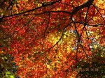 Img_4974kouyou.jpg