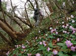 Img_4976イワウチワ.jpg