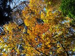 Img_5002DoCoMo.jpg