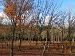 Img_5008hayashi.jpg