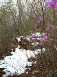 Img_5179つつじ.jpg
