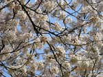 Img_5248桜.jpg