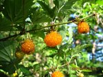 Img_5873kiichigo.jpg