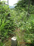 Img_6007wasinosu.jpg