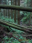 Img_6014sawa.jpg
