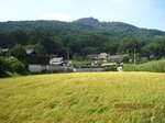 Img_6459稲穂.jpg