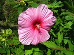 Img_6761hana.jpg