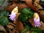 Img_6799tsubomi.jpg