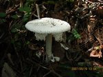 Img_7061kinoko.jpg