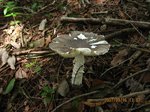 Img_7065kinoko.jpg