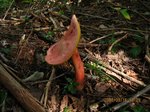 Img_7067kinoko.jpg
