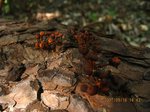 Img_7092kinoko.jpg
