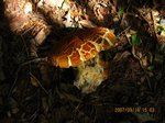 Img_7095kinoko.jpg