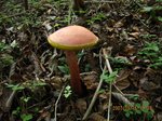 Img_7097kinoko.jpg