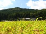 Img_7144inaho.jpg