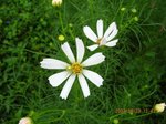 Img_7278hana.jpg