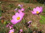 Img_7714kosumosu.jpg