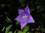 Img_7744kikyou.jpg