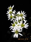Img_7759shiro.jpg