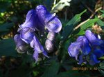 Img_7767murasaki.jpg
