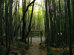 Img_7772torii.jpg