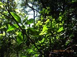 Img_7774midori.jpg