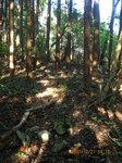 Img_7798sankaku.jpg