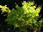 Img_7836ichou.jpg