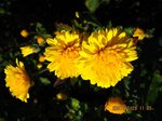 Img_7937kiku.jpg
