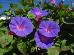 Img_7955asagao.jpg