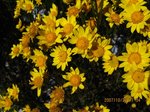 Img_7972kiku.jpg