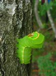 Img_8114imomushi.jpg