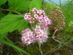 Img_8152hana.jpg