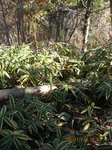 Img_8175sankaku.jpg