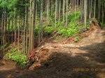 Img_8199rindou.jpg