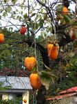 Img_8265chinbo.jpg