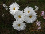 Img_8274kiku.jpg
