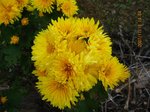 Img_8278kiku.jpg