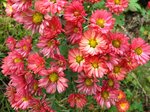 Img_8284kiku.jpg