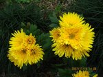 Img_8286kiku.jpg