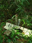 Img_8337sankaku.jpg