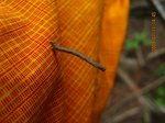 Img_8448shakutori.jpg