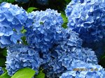 Img_8489ajisai.jpg
