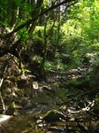 Img_8542sawa.jpg