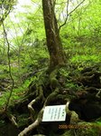 Img_8708katakura.jpg